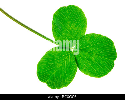Clover isolé sur fond blanc Banque D'Images