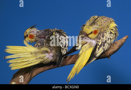 Nymphicus hollandicus cockatiel / Banque D'Images