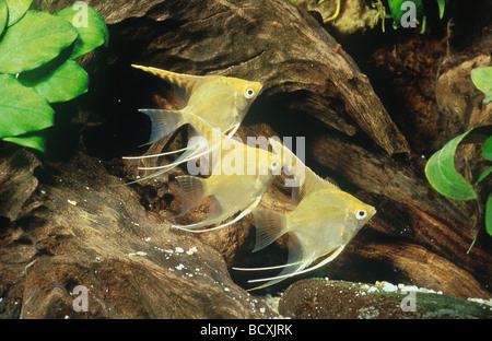 Angelfish d'eau douce, Angel Fish, Angelfish noir, scalare (Pterophyllum scalare auratum). Trois poissons dans un aquarium Banque D'Images