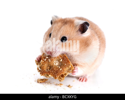 L'alimentation du hamster sur un cracker fond blanc et peu profondes d o f Banque D'Images