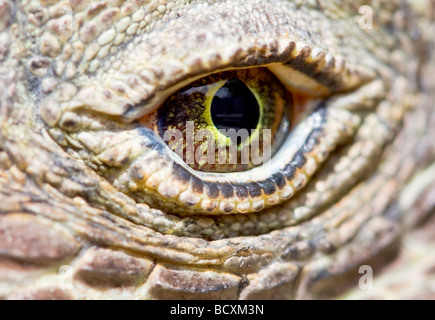 L'oeil du dragon de Komodo Banque D'Images