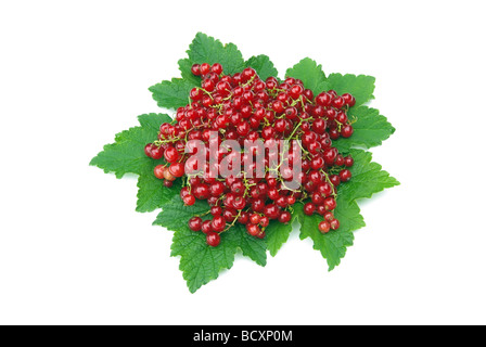 Cassis 05 Johannisbeere Banque D'Images