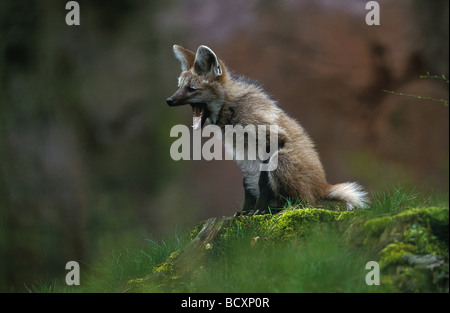 Le loup à crinière chrysocyon brachyurus / Banque D'Images