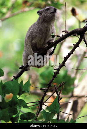 Rock Hyrax HETEROHYRAX BRUCEI se nourrissant dans un arbre le Masai Mara National Reserve Kenya Afrique de l'Est Banque D'Images