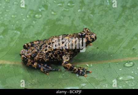 Bombina orientalis oriental / fire-bellied toad Banque D'Images