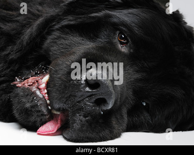 Fatigué Terre-neuve chien couché sur le plancher Close Up Banque D'Images