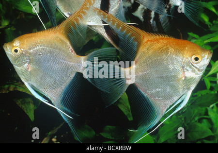 Angelfish d'eau douce, Angel Fish, Angelfish noir, scalare (Pterophyllum scalare). Deux poissons dans un aquarium Banque D'Images