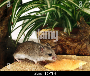 Phodopus sungorus / striped hairy - hamster à pieds Banque D'Images