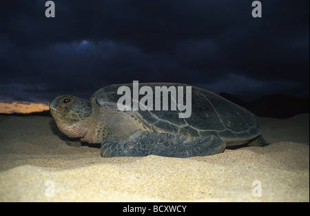 La tortue verte Chelonia mydas / Banque D'Images