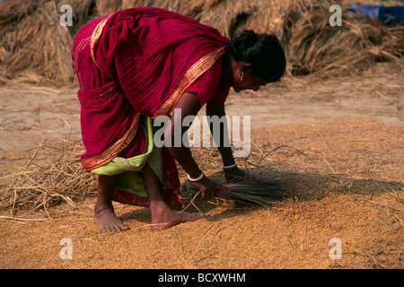 Inde, Bengale occidental, Sunderbans, récolte du riz Banque D'Images