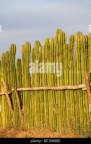 Clôture faite de cactus vivant près de Mazatlan, Mexique Banque D'Images