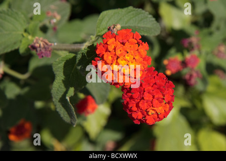 Close-up d'une floraison Lantana Banque D'Images