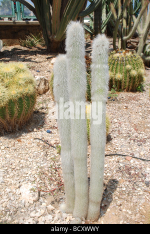 Espostoa Lanata old man Cactus péruvien du sud de l'Equateur et le nord du Pérou Banque D'Images