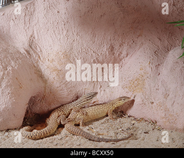 Varanus acanthurus / ridgetail monitor Banque D'Images