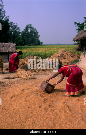 Inde, Bengale occidental, Sunderbans, récolte du riz Banque D'Images