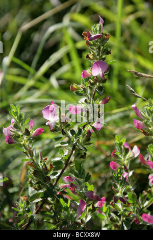 Reste à Harrow, Ononis repens, Fabaceae Banque D'Images