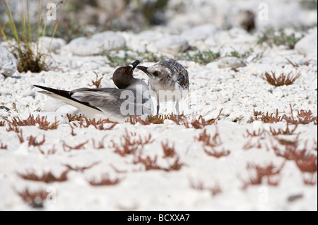 Swallow-tailed Gull (Creagrus furcatus) des profils avec chick Darwin Bay Genovesa Équateur Galapagos Océan Pacifique Amérique du Sud Banque D'Images