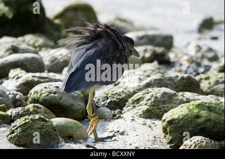 Héron strié (Butorides striatus) à pied de la baie de Darwin Équateur Galapagos Genovesa Océan Pacifique Amérique du Sud Banque D'Images