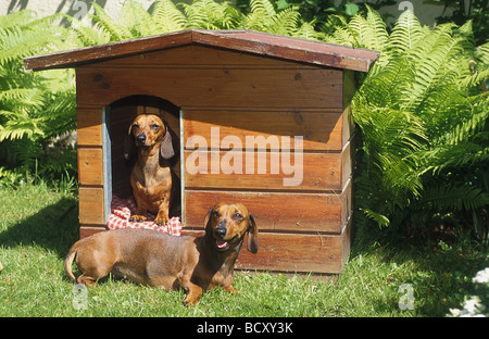 Dachshund lisse. Deux adultes dans et devant dans un chenil de chien Banque D'Images