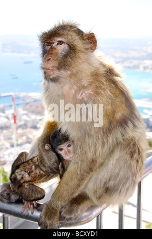 Gibraltar Barbary Macaque avec bébé à Lenea Rock Lookout, le Rocher de Gibraltar, Gibraltar Banque D'Images