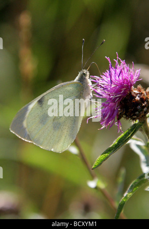 Large White ou le chou papillon blanc, Pieris brassicae, Nymphalidae, lépidoptères. Femme Banque D'Images