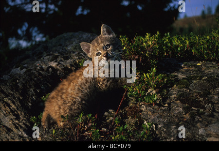 Bobcat (Lynx rufus). Jeune sur un rocher Banque D'Images