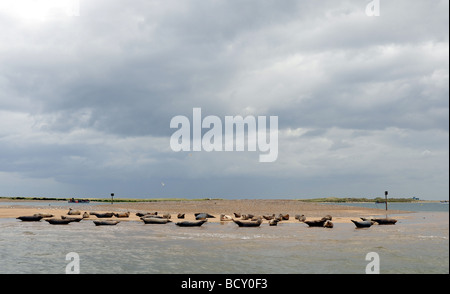 Phoques communs et gris se reposant sur les bancs à Blakeney Point sur la côte nord du comté de Norfolk UK Banque D'Images