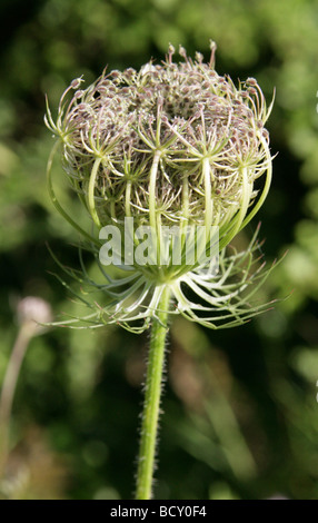 La Carotte sauvage aka Bishop's dentelle ou de carotte, Daucus carota, Apiaceae Banque D'Images