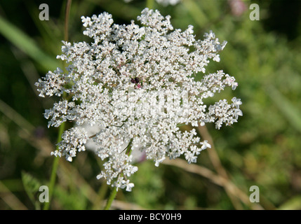 La Carotte sauvage aka Bishop's dentelle ou de carotte, Daucus carota, Apiaceae Banque D'Images