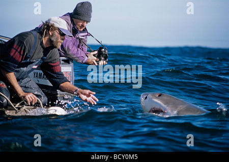 Andre Hartman chatouillant jusqu'Grand requin blanc Carcharodon carcharias chatouillant le haut est la technique utilisée pour ouvrir la bouche des requins Banque D'Images