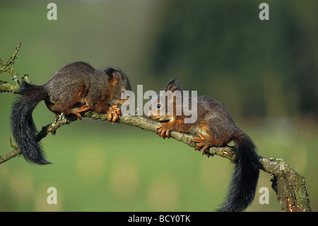 Sciurus vulgaris / Écureuils - deux jeunes , sur une branche - Banque D'Images