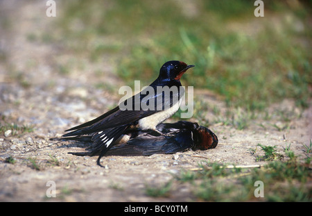 Hirundo rustica Hirondelle / gardiennage - partenaire morte , victime d'accident de la circulation Banque D'Images