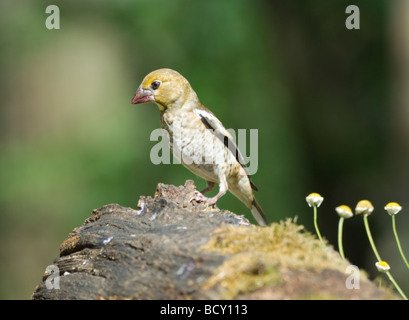 Coccothraustes coccothraustes Hawfinch Jeune Hongrie Banque D'Images