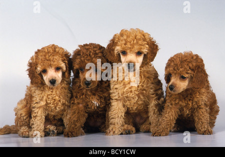 Caniche. Quatre chiots assis à côté d'un autre. Image studio sur fond blanc Banque D'Images