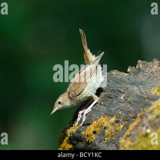 Luscinia megarhynchos Nightingale Hongrie Banque D'Images