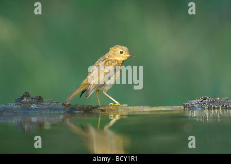 Juvenile Erithacus rubecula aux abords de la Hongrie Banque D'Images