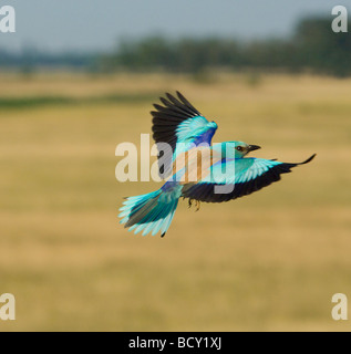 Rouleau Coracias garrulus Hongrie européenne Banque D'Images