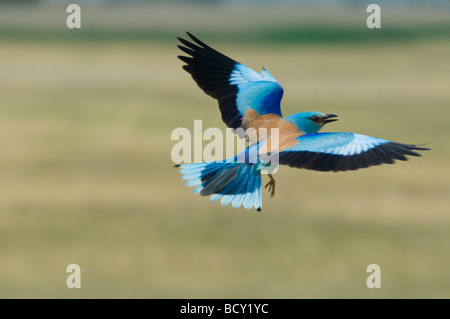 Rouleau Coracias garrulus Hongrie européenne Banque D'Images