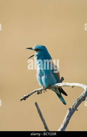 Rouleau Coracias garrulus Hongrie européenne Banque D'Images