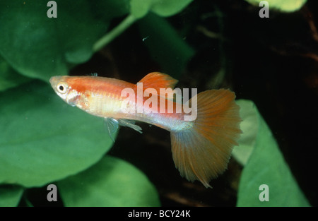 Millionfish, Guppy (Poecilia reticulata), homme sous l'eau Banque D'Images