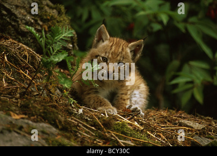 Bobcat / Lynx lynx Banque D'Images