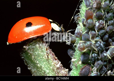 La coccinelle à deux points -manger les pucerons - Coccinellida Banque D'Images