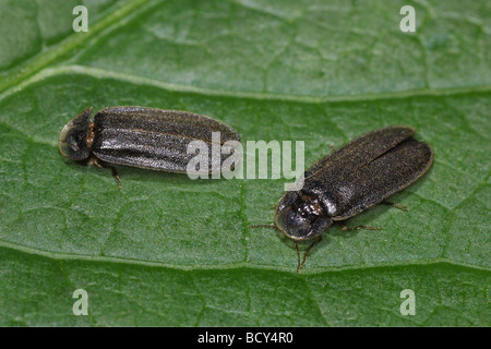 Robert pierre glowworm lightning bugs / Lampyridae Banque D'Images