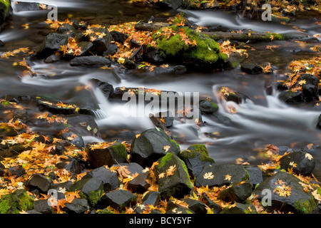 Feuilles d'érable tombé dans Bridal Veil Creek Columbia River Gorge National Scenic Area Oregon Banque D'Images