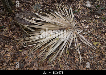 Paynes Prairie Preserve State Park, Micanopy, Floride Banque D'Images
