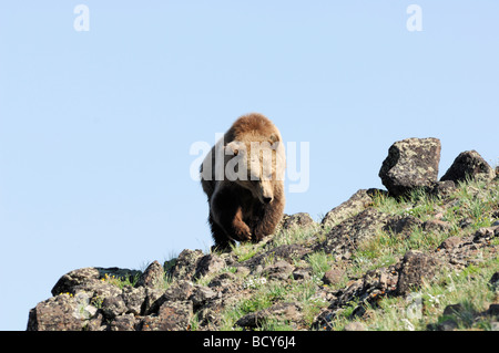 Stock photo d'un grizzly marchant le long d'une colline, le Parc National de Yellowstone, Wyoming, USA, 2009. Banque D'Images