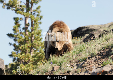 Stock photo d'un grizzly marchant le long d'une colline, le Parc National de Yellowstone, Wyoming, USA, 2009. Banque D'Images