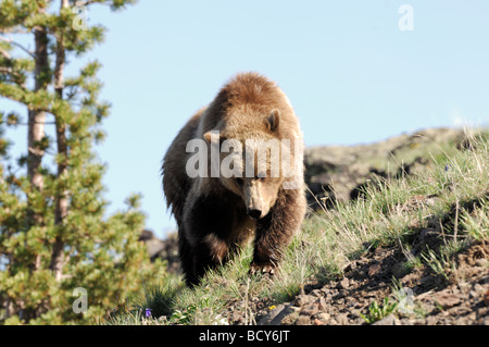 Stock photo d'un grizzly marchant le long d'une colline, le Parc National de Yellowstone, Wyoming, USA, 2009. Banque D'Images