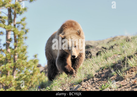 Stock photo d'un grizzly marchant le long d'une colline, le Parc National de Yellowstone, Wyoming, USA, 2009. Banque D'Images