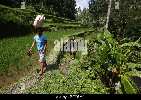 Les champs de riz en Pura Gunung Kawi Sebatu, l'ancien royal tombs, Bali, Indonésie, Asie du sud-est Banque D'Images